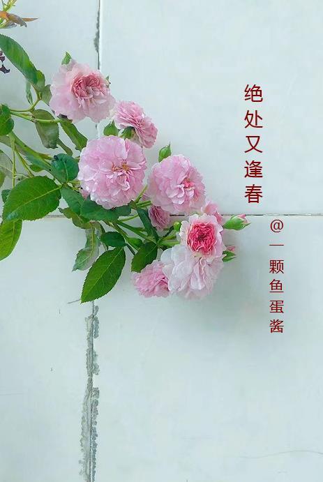 绝处逢生的上一句是什么 绝处逢生的上一句是什么
