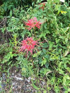 四合院之重回开始的时候3Q读书 四合院之重回开始的时候3Q读书