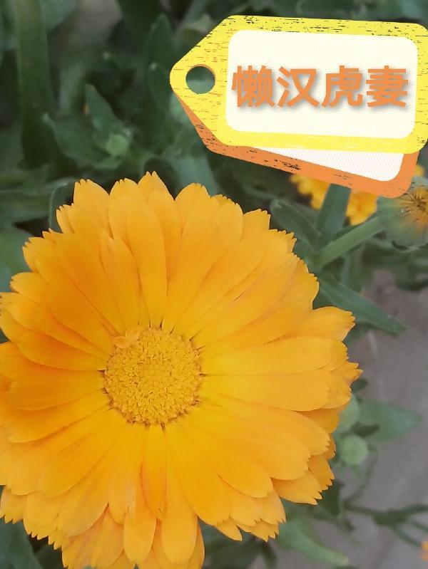 懒汉配好妻下一句 懒汉配好妻下一句