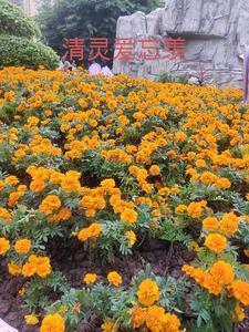 忘羡同人文问灵 忘羡同人文问灵