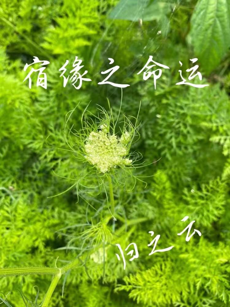 宿缘之命运 宿缘之命运